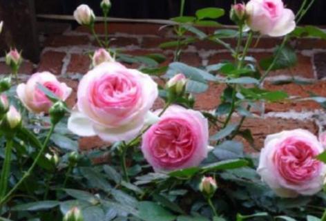 粉龙月季是一季还是四季(粉龙属于什么月季)