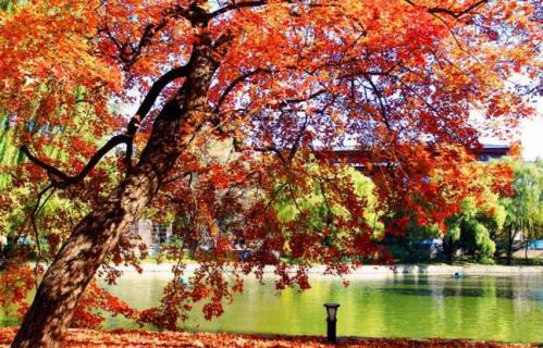 枫树可以种家里吗(枫树可以种家里吗北方)