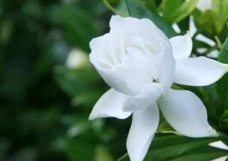 刚买回来的栀子花怎么养护 新买回的栀子花怎么养