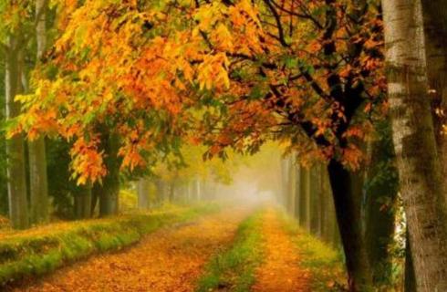 给树取个好听的名字 给树取个好听的名字男生