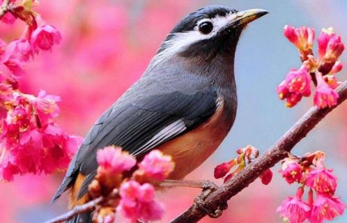 关于爱鸟护鸟的提示语（有关爱鸟护鸟的提示语）