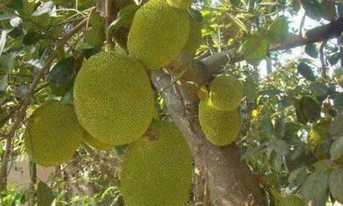 榴莲树是什么样子的 榴莲树是什么样子的图片