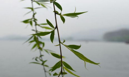 柳枝水能浇什么花 柳枝水能浇什么花草