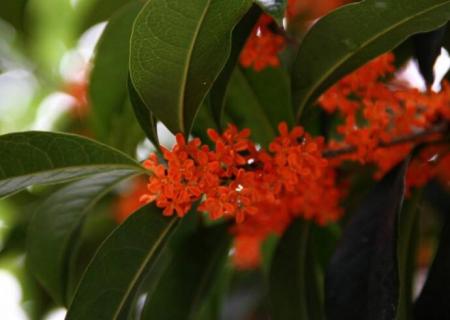 桂花树在北方能活吗 桂花树在北方能活吗现在