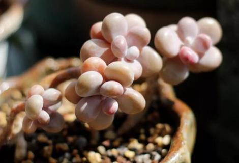 多肉桃蛋的养殖方法和注意事项 多肉桃蛋的养殖方法和注意事项图片