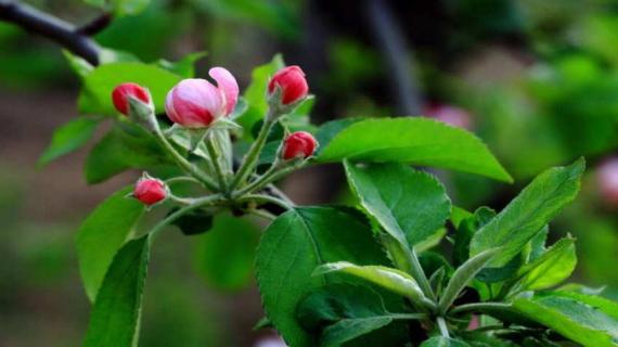 苹果花露红是什么样 苹果花露红打啥药