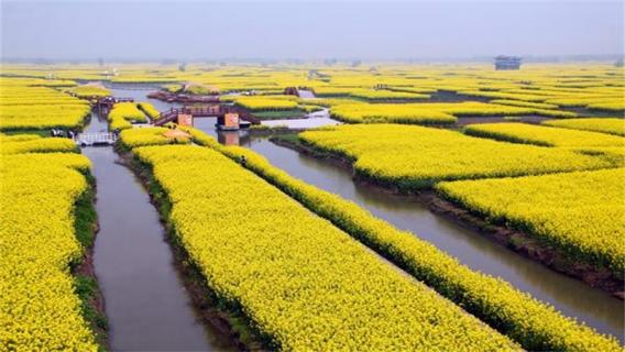 新化油菜花什么时候 从化油菜花几时开