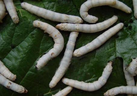 蚕的知识（蚕的知识50个字）