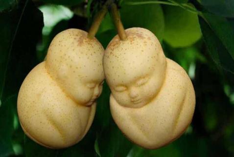 长得像娃娃的水果 长得像娃娃的水果有哪些