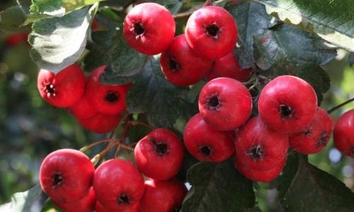 山楂树能嫁接什么果树(山楂树能嫁接什么果树苗)