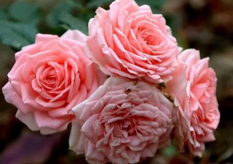 茶花地栽几乎不长怎么办 地栽茶花为什么不长?