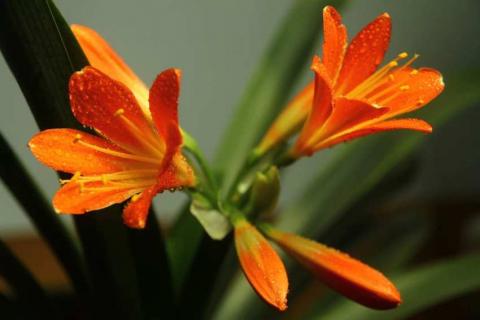 君子兰春天可以晒太阳吗（君子兰冬天能不能晒太阳）