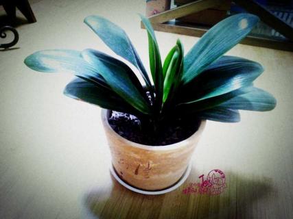 君子兰没根了还能活吗 君子兰没根了还能活吗怎么栽