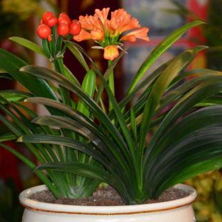 君子兰用多大的盆合适（君子兰用多大的盆好）