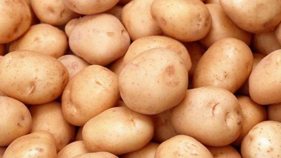 土豆发芽种植盆栽（土豆发芽种植盆栽全过程简笔画）