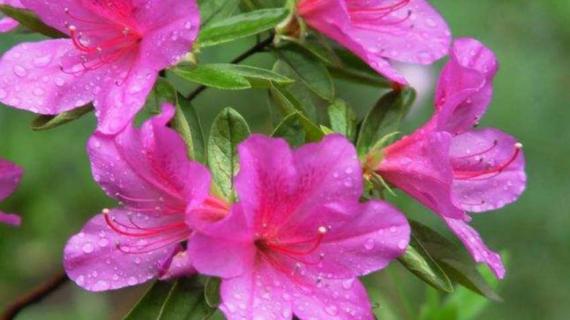 映山红怎么修剪造型(映山红的修剪方法)