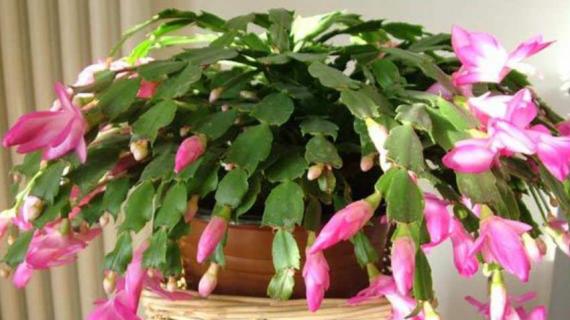 荷兰红与蟹爪兰的区别（荷兰红与蟹爪兰的区别图片）