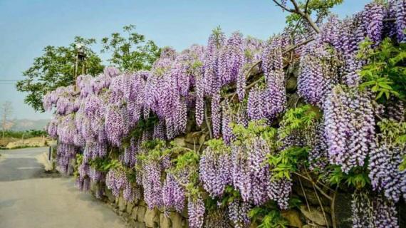 上海紫藤花什么时候开（上海的紫藤花什么时候开）