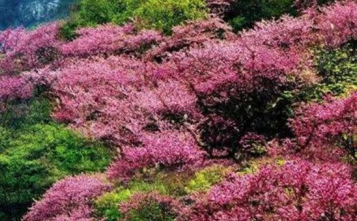 太平峪紫荆花开花时间（太平峪紫荆花开花时间是几点）