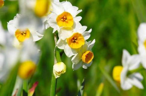 水仙花开花后怎么留种（水仙花怎样留种）