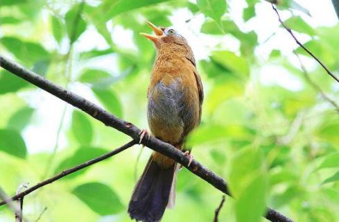 画眉鸟食配方 画眉鸟食配方制作