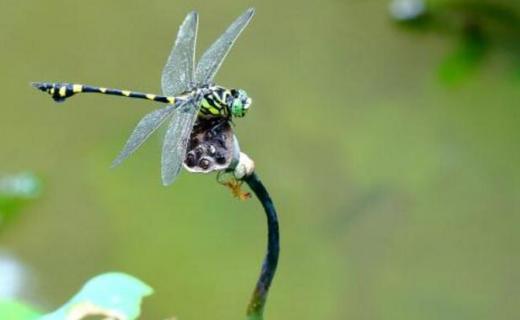 蜻蜓有几条腿几对翅膀 蜻蜓有几条腿几对翅膀蝉有几条腿几对翅膀