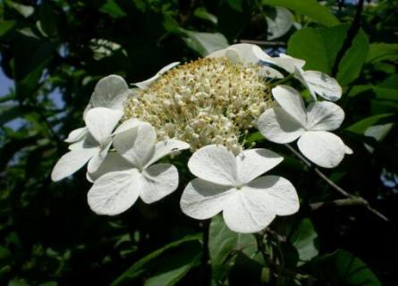 琼花的寓意 琼花的意思是什么意思