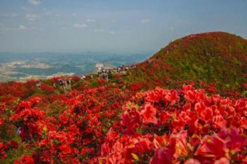 丹寨龙泉山杜鹃花什么时候开（贵州丹寨龙泉山杜鹃花什么时候开）