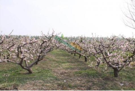 桃树开花了还能修剪吗（桃树开花了可以修剪吗）