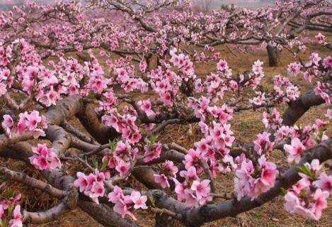 桃树开花了还能嫁接吗（桃树开花了还能嫁接吗冬天）