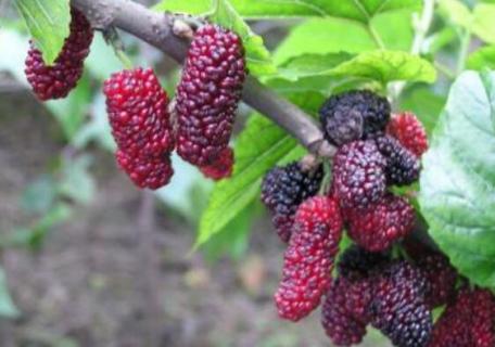 桑葚什么季节成熟（桑葚什么季节成熟?）