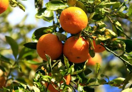 桔子树如何催芽 桔子树怎么发芽