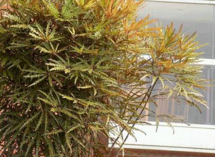 孔雀木怎么养（孔雀木怎么养才能开花）