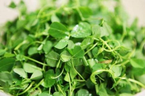 草头学名叫什么（草头是什么科植物）