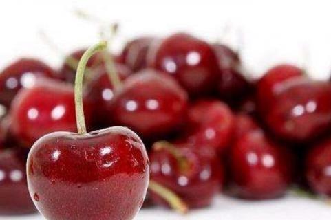 光杆樱桃树多久发芽（光杆樱花树多久发芽）