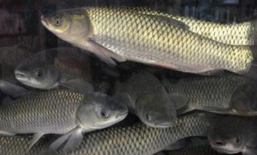 草鱼身上腐烂是什么病(草鱼身上腐烂是什么病能吃吗)