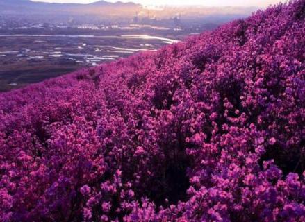 扎兰屯杜鹃花节时间 扎兰屯杜鹃花节门票多少钱