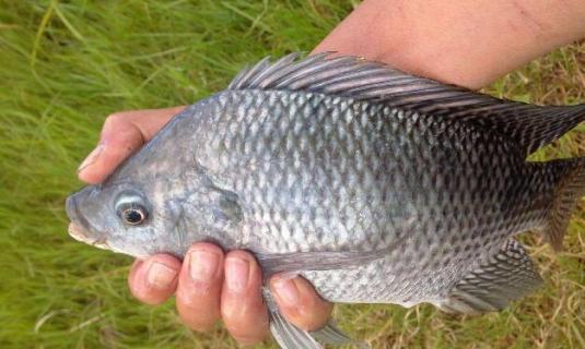 罗非鱼有刺吗 罗非鱼哪里有刺