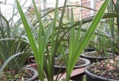 蕙兰几月出花芽（蕙兰几月发新芽）