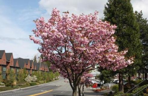 晚樱为什么叫晚樱（为什么叫日本晚樱）