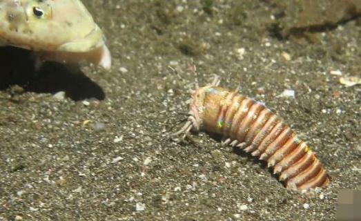 博比特虫的天敌 博比特虫的天敌视频