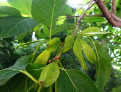 杜仲树在北方能活吗（北方能种杜仲树吗）