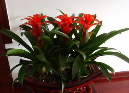 属猴的适合养什么植物（属猴的适合养什么植物招财）