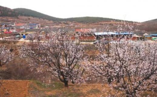 牟平杏花谷什么时候开花 牟平杏花谷门票多少钱