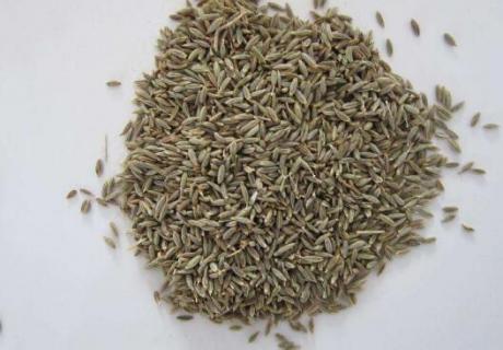 孜然是什么植物的种子（孜然是什么植物的种子树）