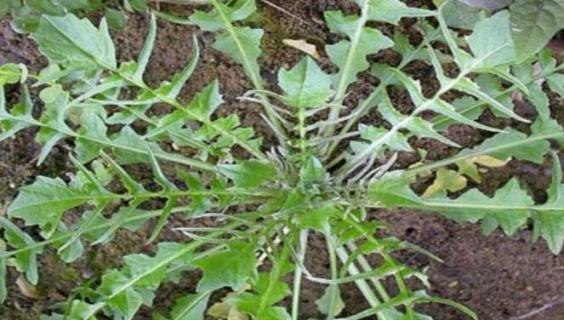 荠菜长啥样（荠菜长啥样子）