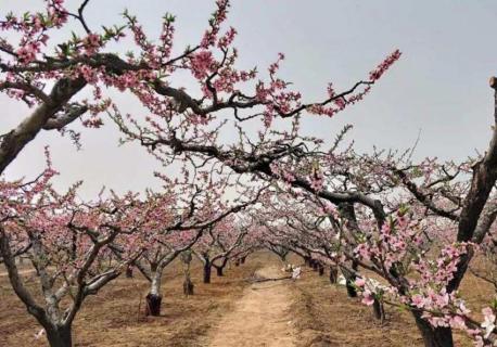 卫辉桃花什么时候开 卫辉桃花在哪里?