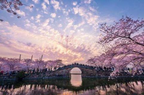 扬州樱花节什么时候(扬州樱花节什么时候开放)