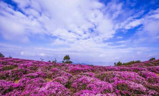 马鹿塘杜鹃花几月份开（马鹿塘杜鹃花几月份开花）