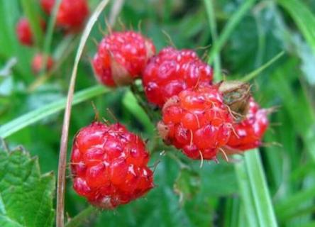 山月莓是什么水果(山月莓产地)